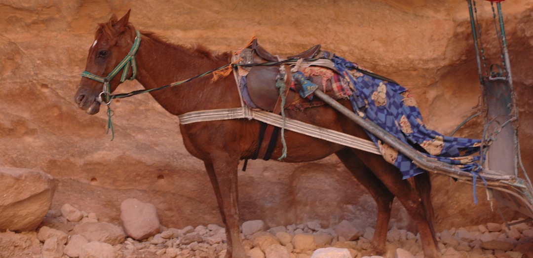 Horse pulling a cart in a desert setting